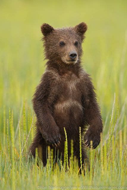 Grizzly Bear Cub Ron Niebrugge Photography