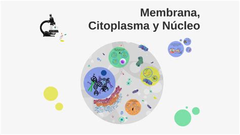 Membrana Citoplasma Y Núcleo By Jose Enriquez
