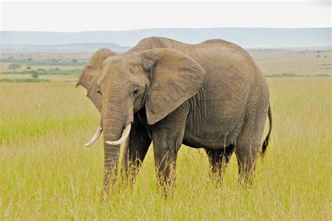 Elefante Características Alimentación Hábitat Reproducción