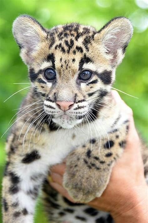 Clouded Leopard Baby Animals Animals Cute Animals