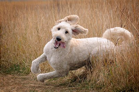 Goldendoodle Dog Breed Information And Photos