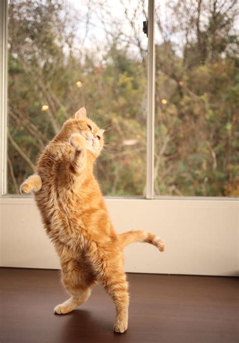 久方 広之 のら猫拳 （sakata77）さん Twitter Dancing Animals Dancing Cat Funny