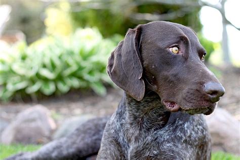 Top 48 Image German Short Haired Pointer Vn