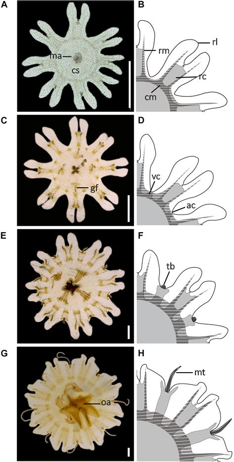 Frontiers Cnidome And Morphological Features Of Pelagia Noctiluca