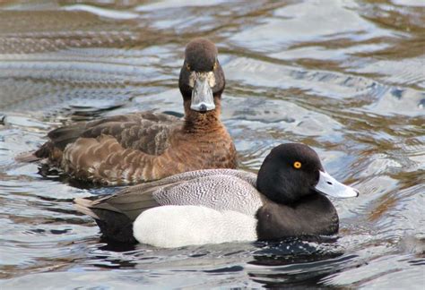 20 Best Bluebill Ducks Images On Pinterest Ducks Duck Hunting And