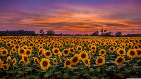 500 Desktop Background Sunflowers Với Những Bông Hoa Hướng Dương Tuyệt đẹp