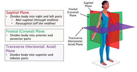 Anatomical Position Of The Body Anatomical Position Body Human
