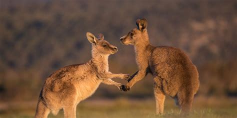 Kangaroos is an american brand of sneaker originally produced from 1979 through the 1980s, with a later revival that continues in present. The pair of kangaroos dressed in the lightest blue | AMUST