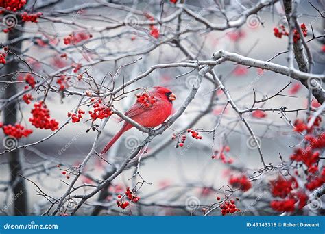 Red Cardinal Sitting In A Tree With Red Berries
