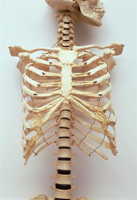 Human Skeleton Ribs