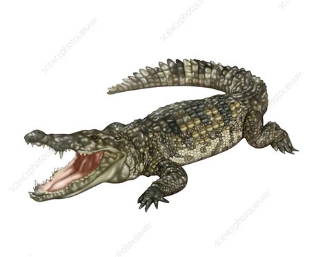 Crocodile Illustration Stock Image C030 7187 Science Photo Library
