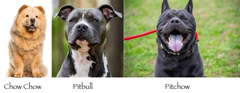 Top 25 Ridiculously Adorable Pitbull Mixes You Will Love In 2021