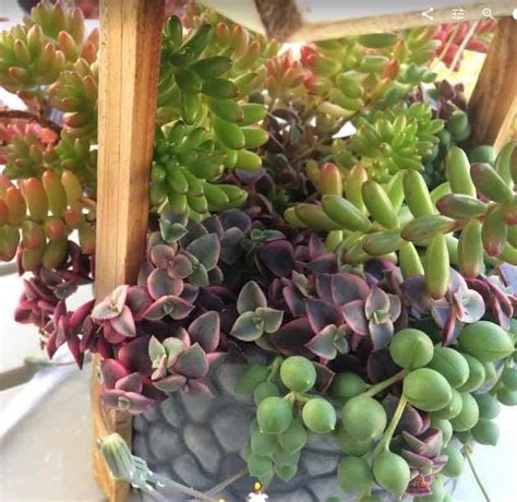 14 Eye Catching Cacti And Succulents That Hang Or Trail Cactus House Plants Succulents