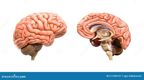 El Cerebro Humano Y Su Hemisferio Izquierdo Están Separados