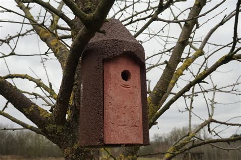 Comment Attirer Les Oiseaux Dans Votre Jardin Installer Des Nichoirs