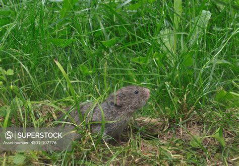 Prairie Vole Microtus Ochrogaster In Prairie In Summer North America