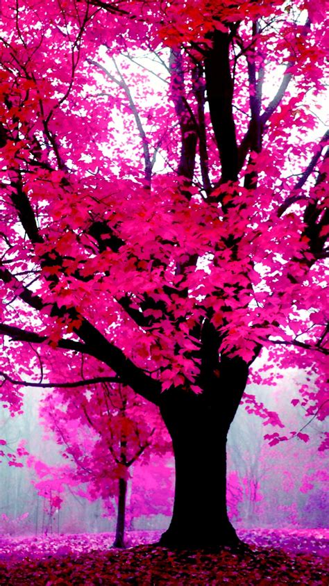 What Colors Go With Red Black And White - Two Colors That Go With Black