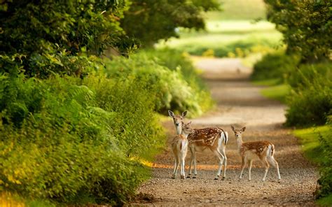 Animals Deer Babies Fawn Doe Path Roads Trees Forest Nature