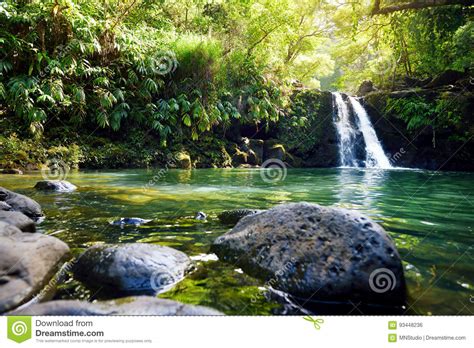 Pond In Jungle With Clear Blue Water Royalty Free Stock Image
