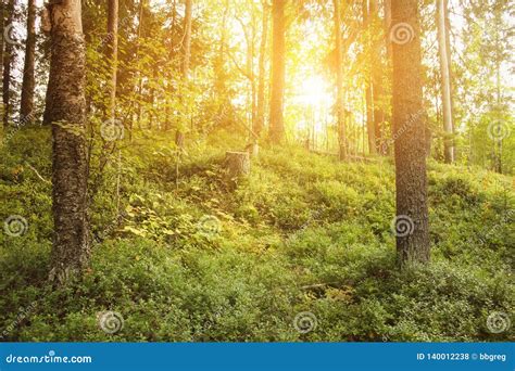 Beautiful Forest With Bright Sun Shining Through The Trees Stock Photo