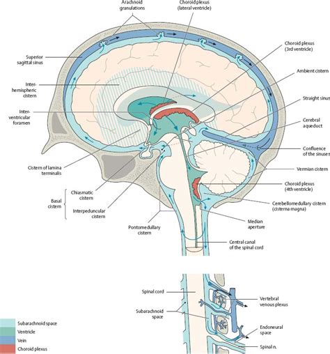 Brain And Spinal Cord Atlas Of Anatomy