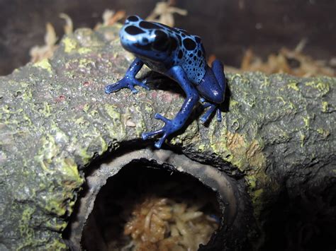 Poison Arrow Frog Blue Azureus Twin Cities Reptiles
