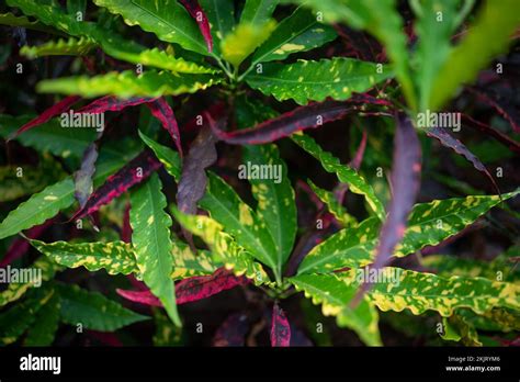 Leaves Background Of Variegated Croton With Yellow And Purple Spots