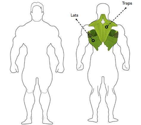 Back Muscle Diagram Workout : CORE TRAINING PART III - Anti- Lateral
