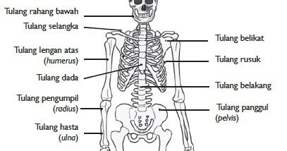Neurocranium yang merupakan bagian tengkorak yang membentuk kerangka wajah, terdiri dari: Fungsi Rangka Manusia - Belajar IPA