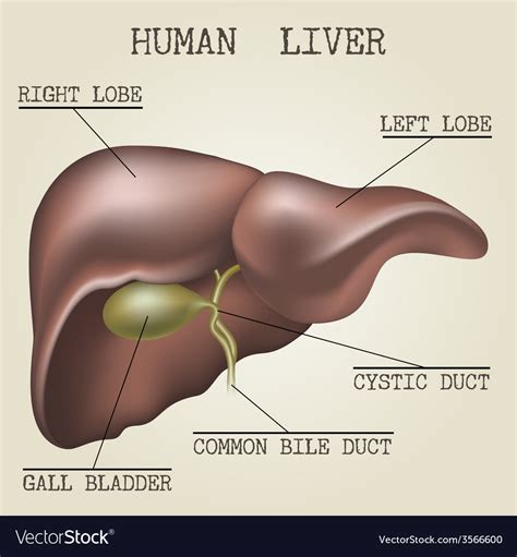 The Human Liver Anatomy Royalty Free Vector Image