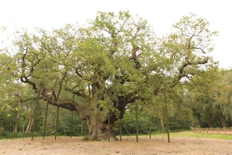 Visiting Major Oak In Sherwood Forest