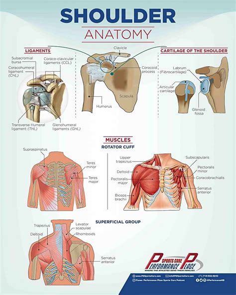 Under training conditions, the tendon accumulates water and inflammatory proteins. Shoulder Anatomy Poster Size Resizing Diagram