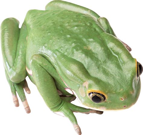 Green Frog Png Image Transparent Image Download Size 1734x1632px