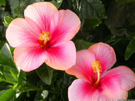 Hibiscus Flowers Wallpapers | Summer wallpapers