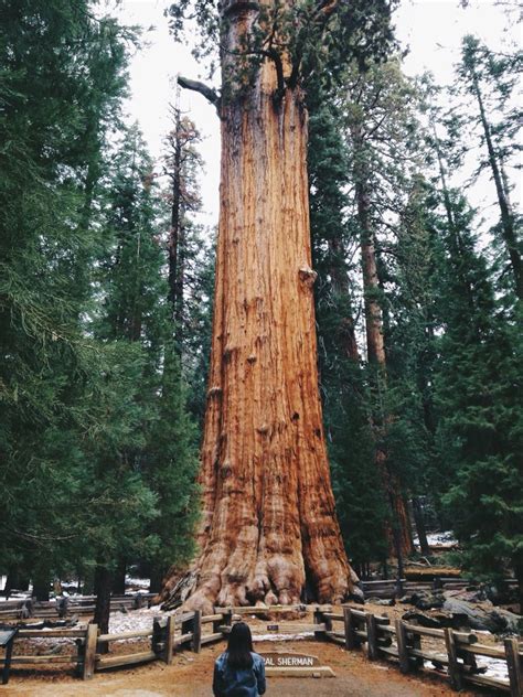 General Sherman Tree Tree Sequoia National Park General Sherman Tree