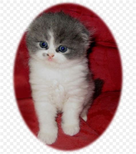 Kitten Scottish Fold Ragamuffin Cat British Semi Longhair Domestic