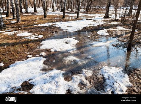 Early Spring With Snow Melting In Birch Forest Stock Photo Alamy