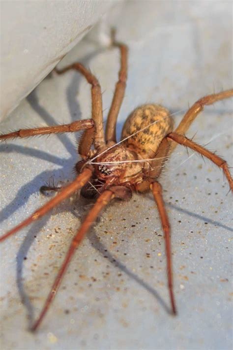What Are The Symptoms Of A Brown Recluse Spider Bite Hobo Spider Bite
