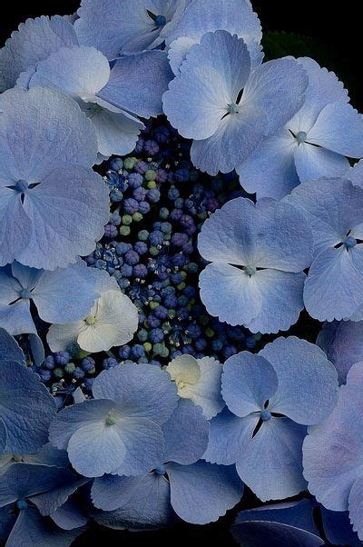 1174 Best Periwinkle Blue ¨¨˜ª Images On Pinterest