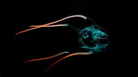 Box Jellyfish Facts About The Worlds Deadliest Jellyfish Of 2017 2018