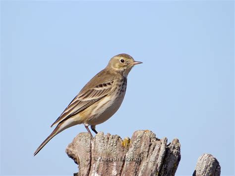American Pipit Anthus Rubescens Pacificus