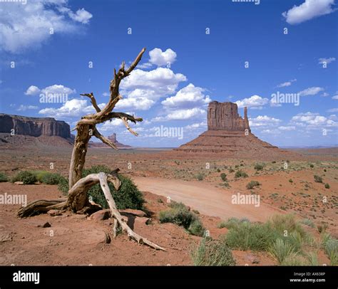 A View Of An Ancient Juniper Snag And The Mittens In Monument Valley
