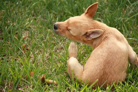 Rimedi naturali pulci cane - Non sprecare