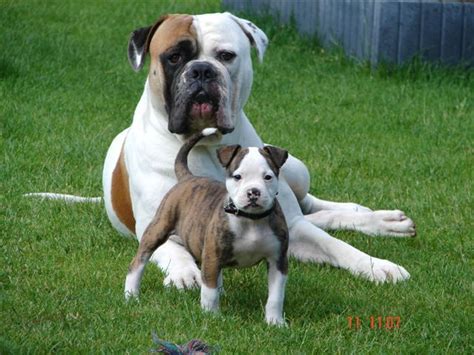 Johnson types are typically heavier with the english bulldog type face. #American #Bulldog | #American #Bulldog | Pinterest ...