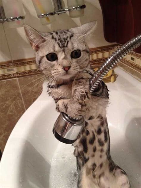 Like if its allergic to what's inside a cat soap. Adorable Photos of Animals Taking a Bath (68 photos ...