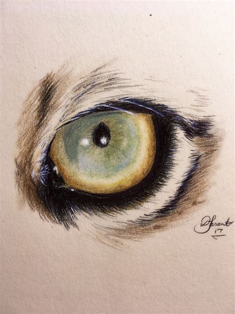 Tiger Eye Drawn In Color Pencil On 9x12 Paper By Dct Artworks