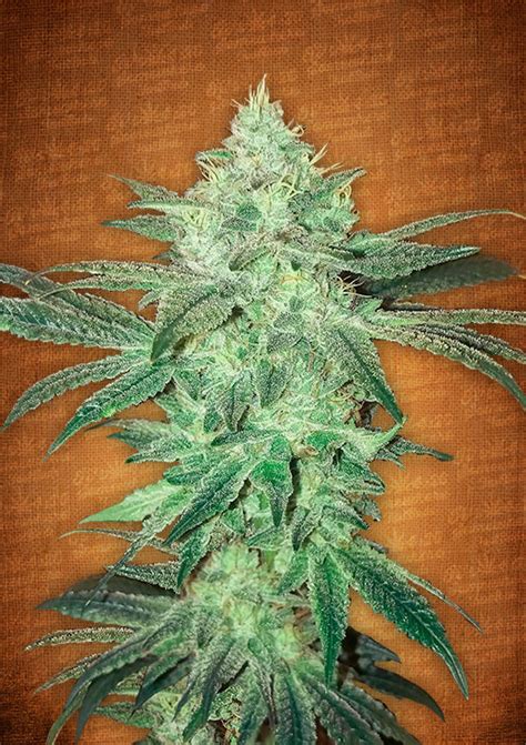 Stardawg Auto Feminised Seeds 🍃 💨 Cannabis Seeds South Africa Sas