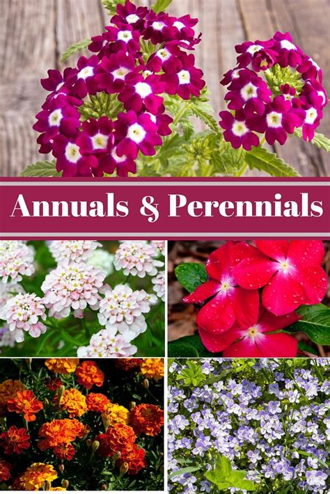 Annuals Versus Perennials With Images Perennials Perennial