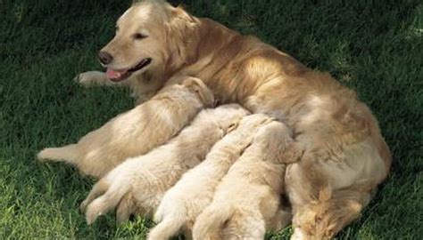 How Do Dogs Carry Their Puppies Pets The Nest