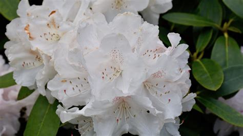 Maybe you would like to learn more about one of these? Rhododendron - Franks kleiner Garten - Willkommen in ...